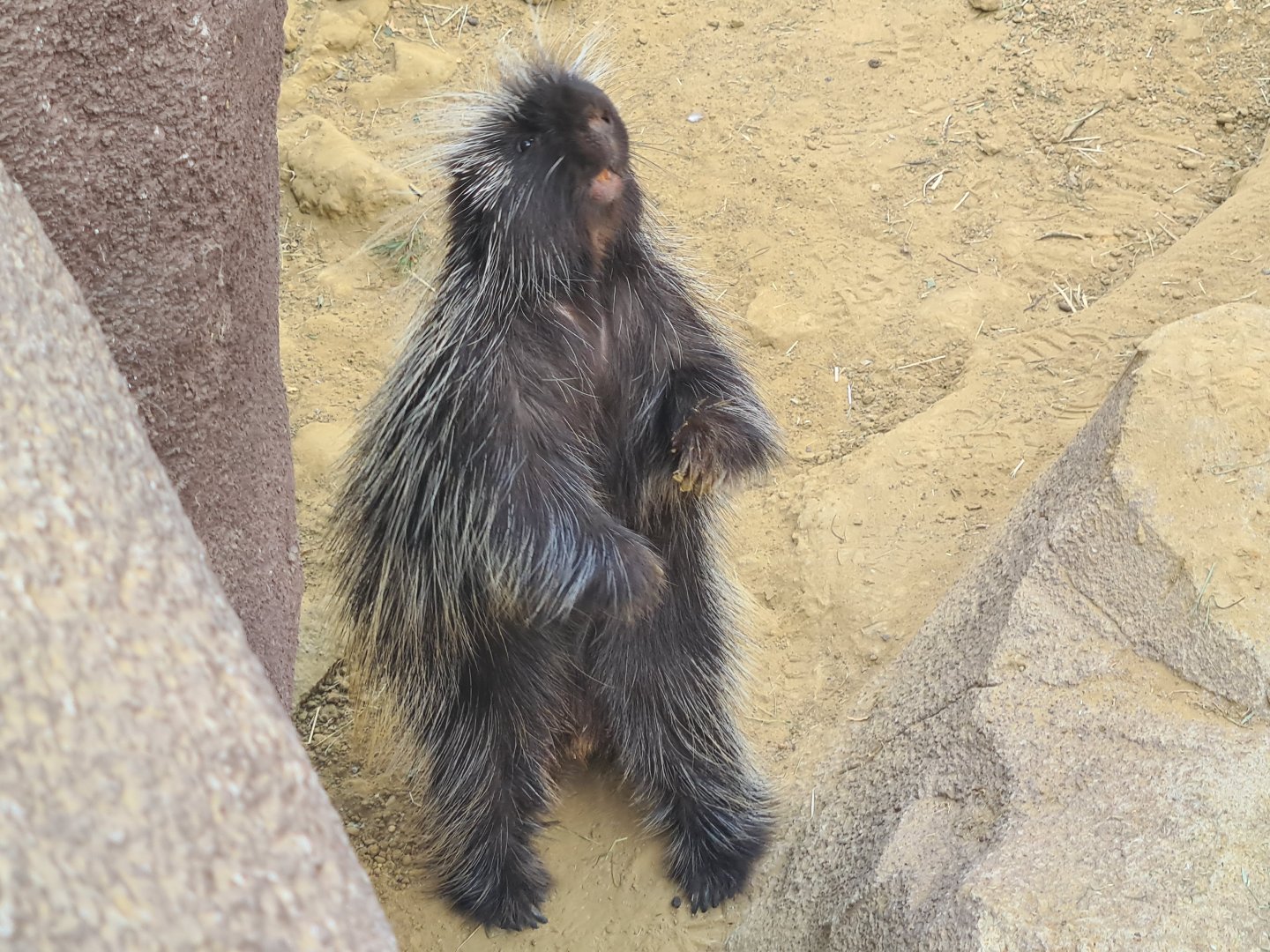 Desert - North American porcupine active for once