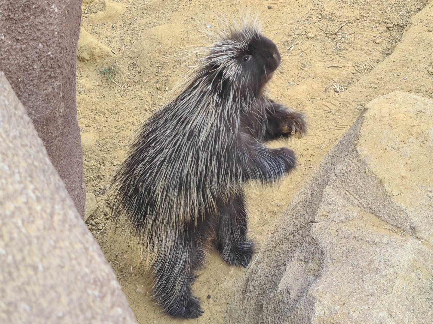 Desert - North American porcupine active for once