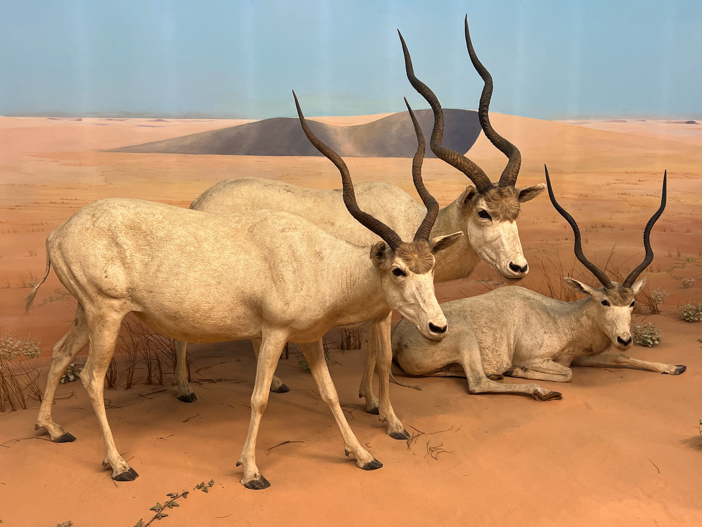 Desert of Borkou Diorama Addaxes