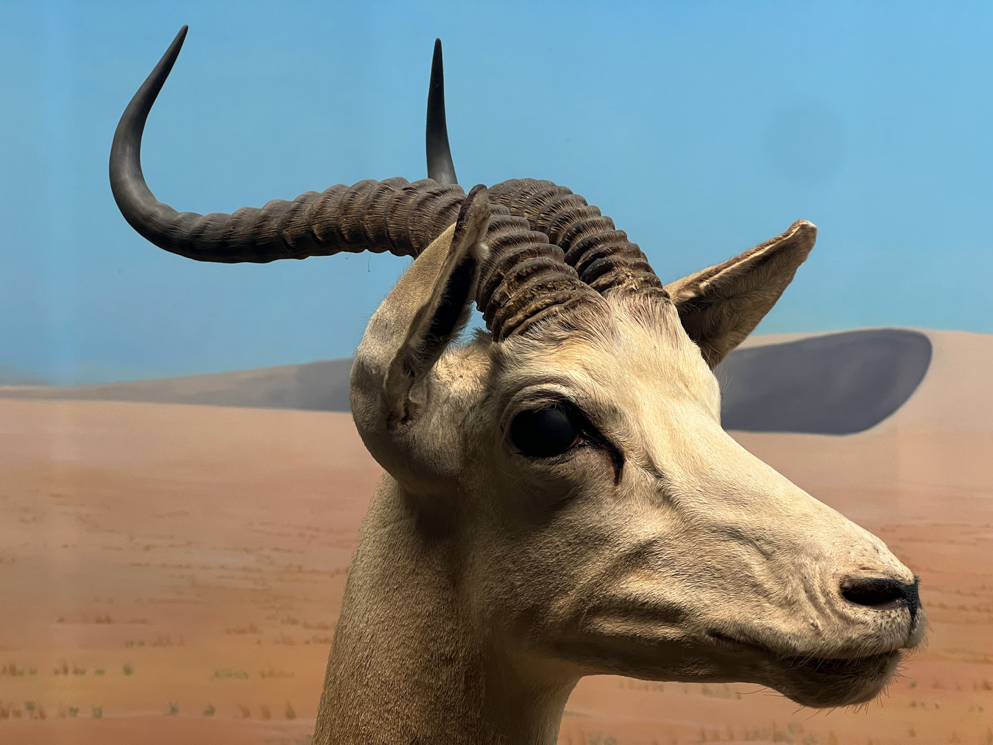 Desert of Borkou Diorama Dama Gazelle Closeup