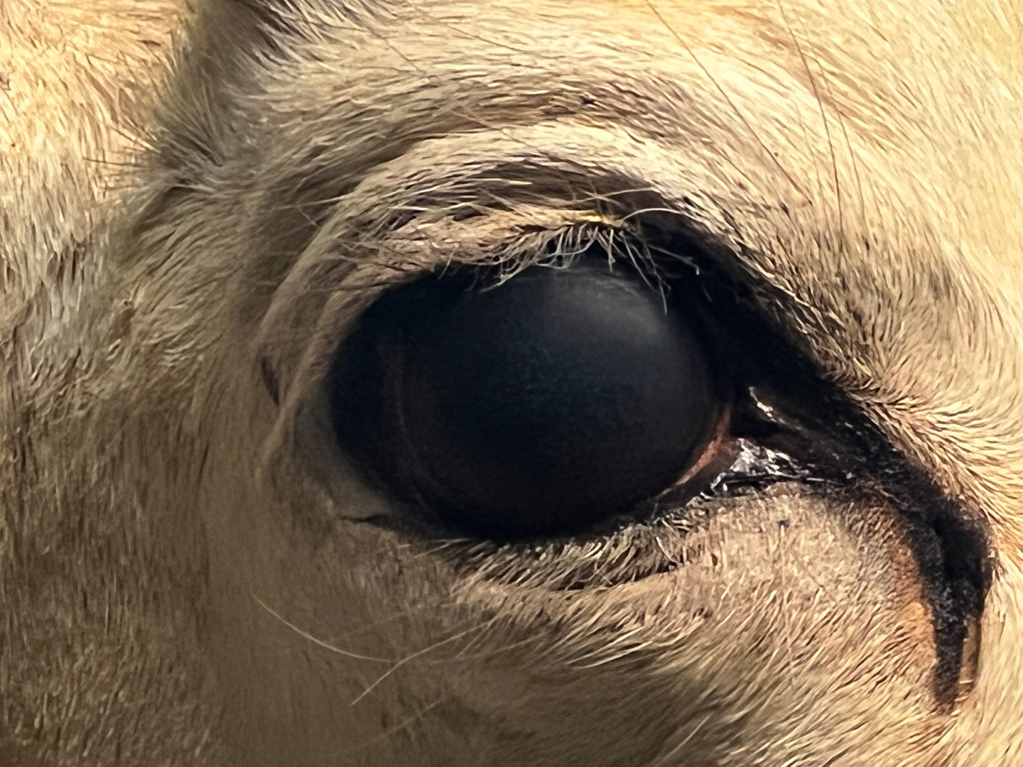 Desert of Borkou Diorama Dama Gazelle Eye