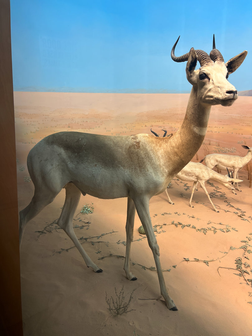 Desert of Borkou Diorama Dama Gazelle