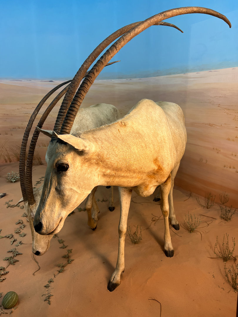 Desert of Borkou Diorama Scimitar Horned Oryx's