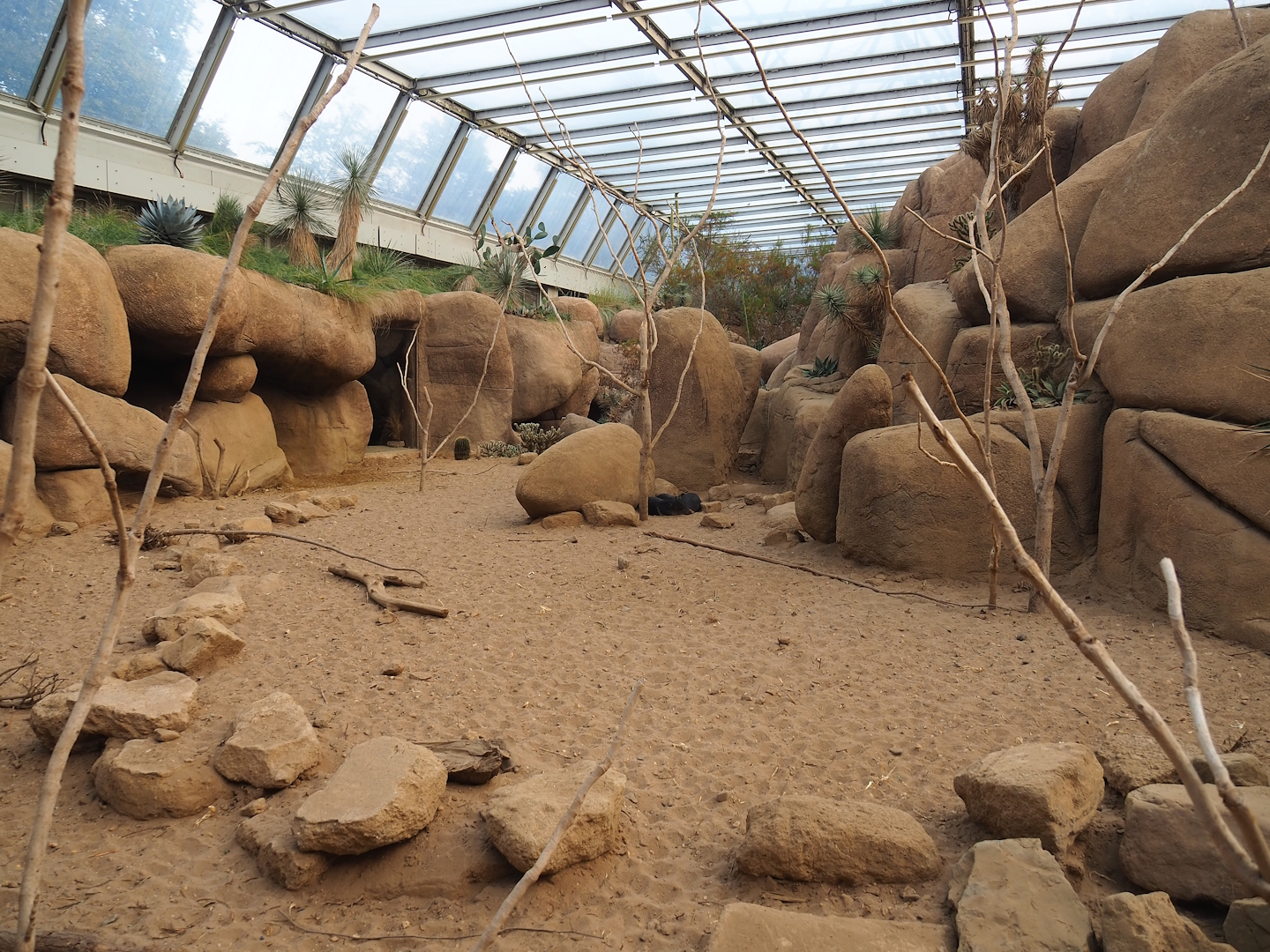 Desert - Original, now secondary Collared peccary exhibit, 2023-10-07