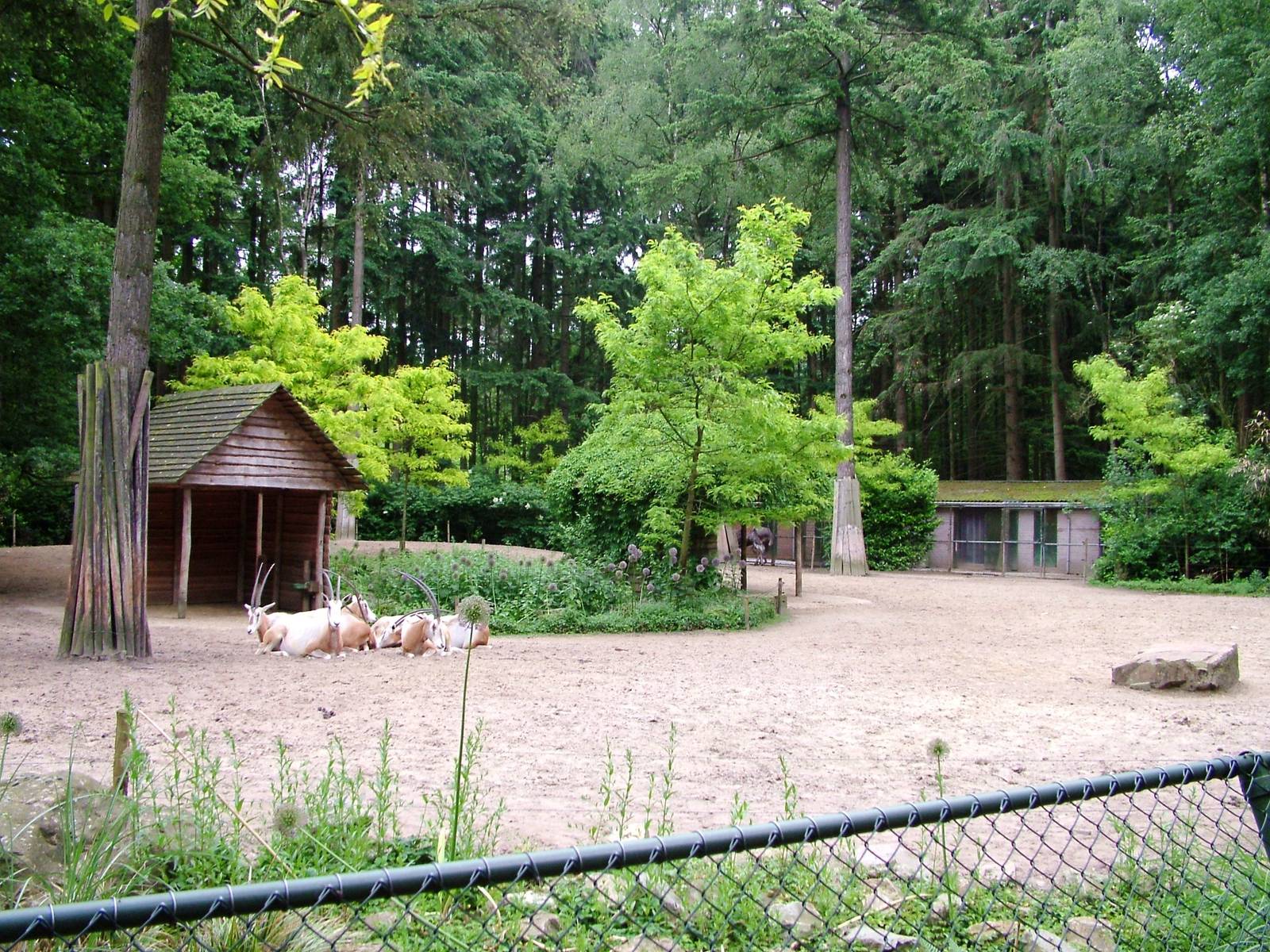 Desert Paddock at Amersfoort, 01/06/12