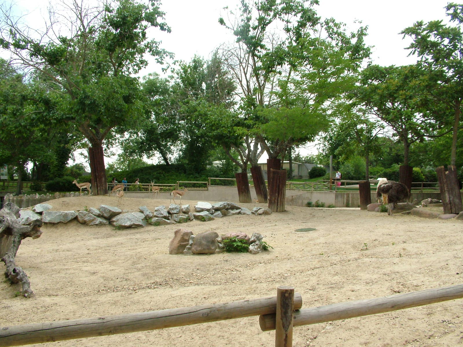 Desert Paddock at Madrid Zoo Aquarium, 26/05/11