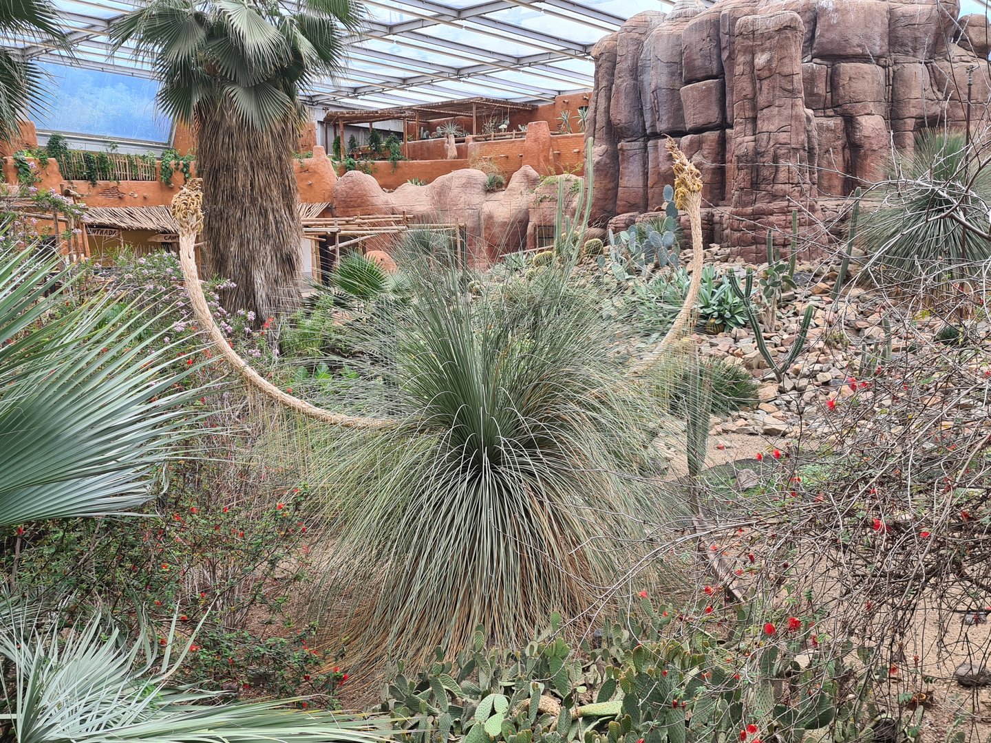 Desert - Particularly rude plant