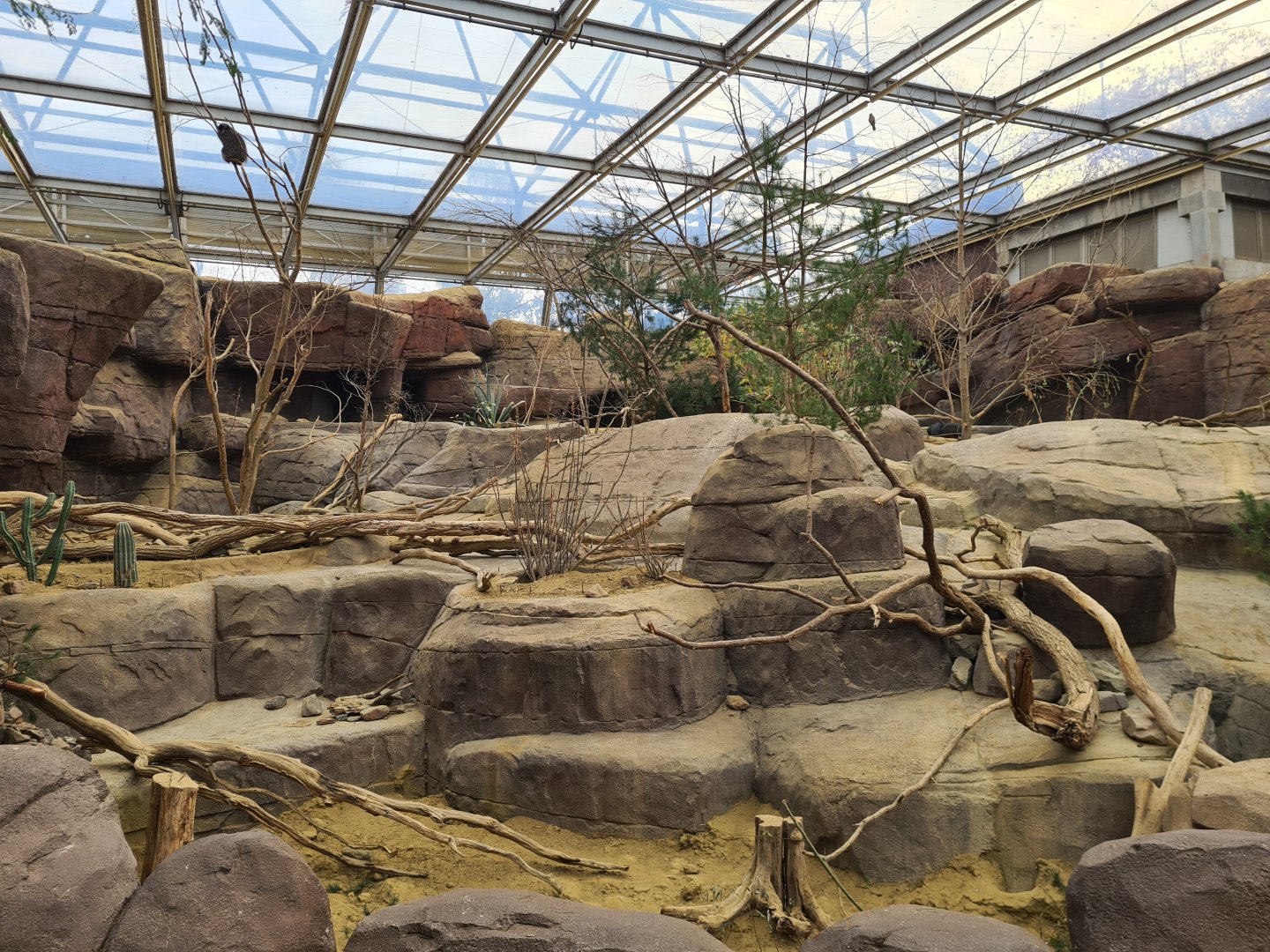 Desert - Peccary, Porcupine and Prairiedog enclosure