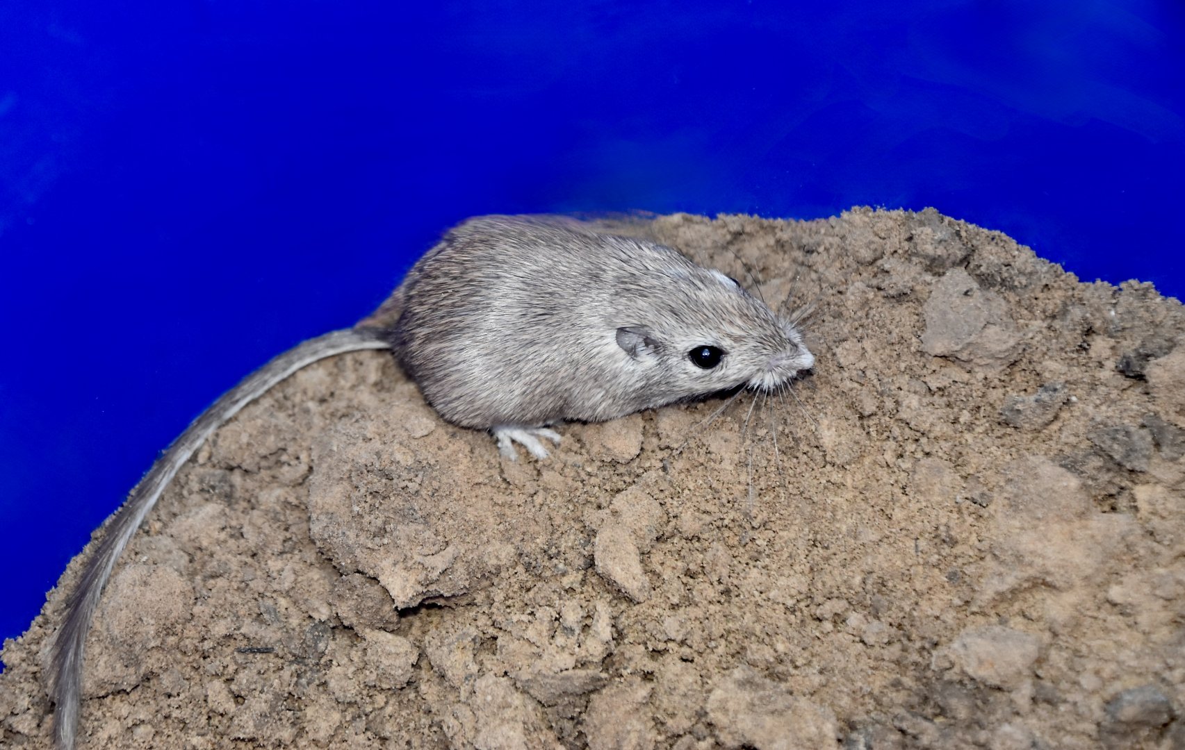 Desert Pocket Mouse (Chaetodipus penicillatus sobrinus)