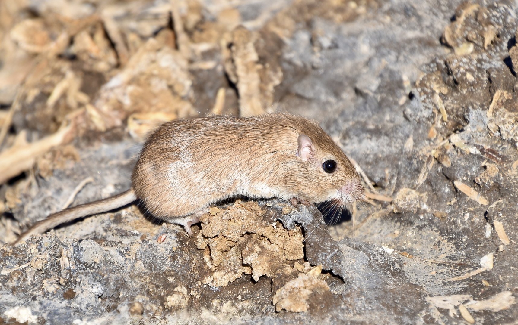 Desert Pocket Mouse (Chaetodipus penicillatus sobrinus)