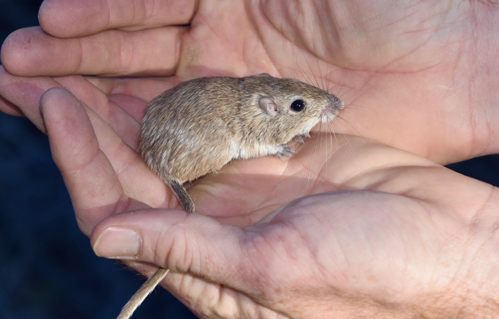 Desert Pocket Mouse (Chaetodipus penicillatus sobrinus)