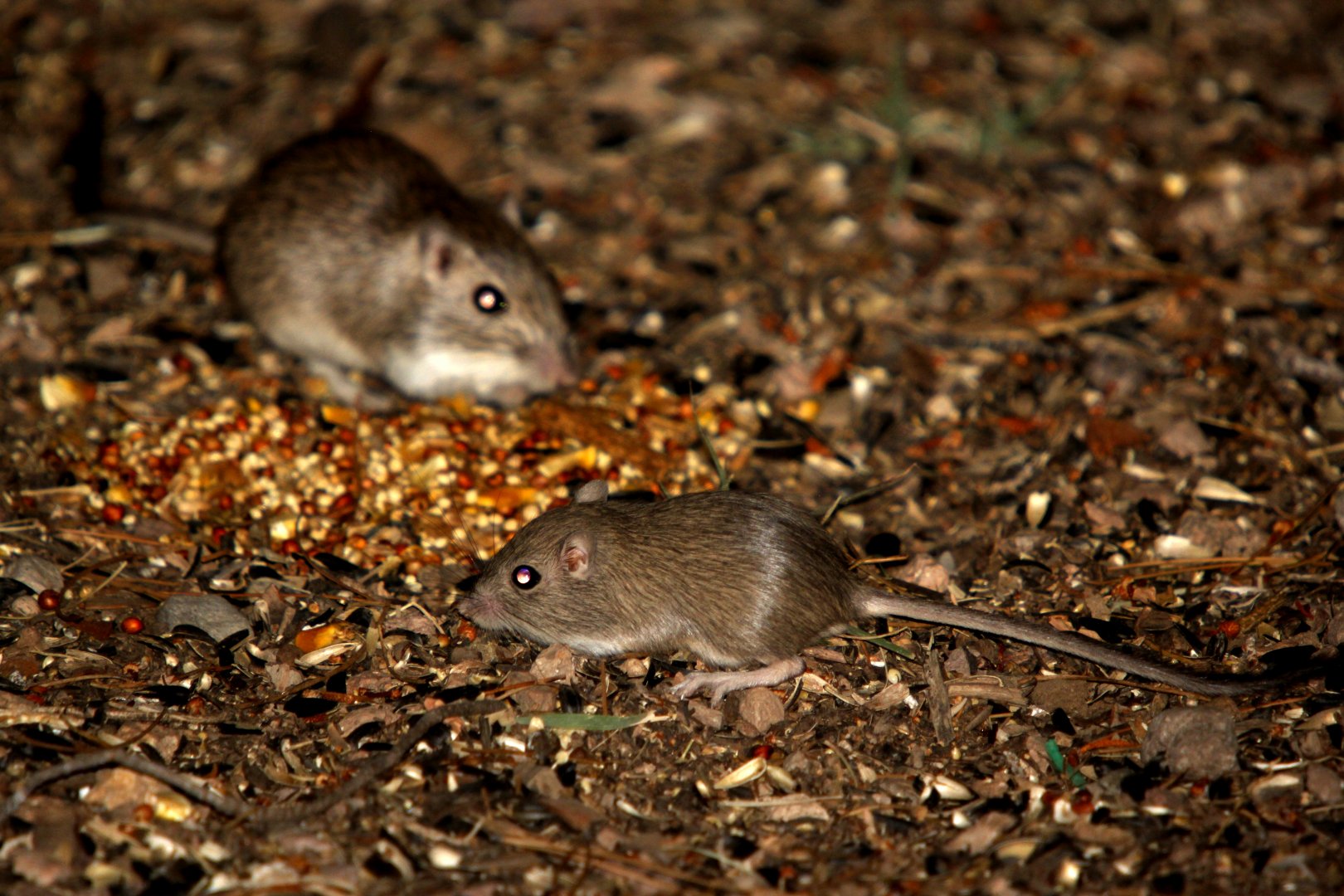 desert pocket mouse (Chaetodipus penicillatus) with Bailey's pocket mouse (Chaetodipus baileyi) in background