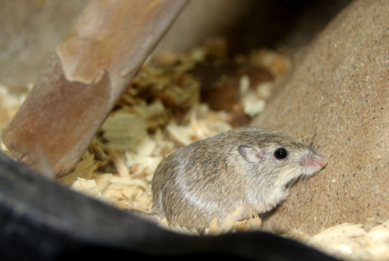 desert pocket mouse (Chaetodipus penicillatus)