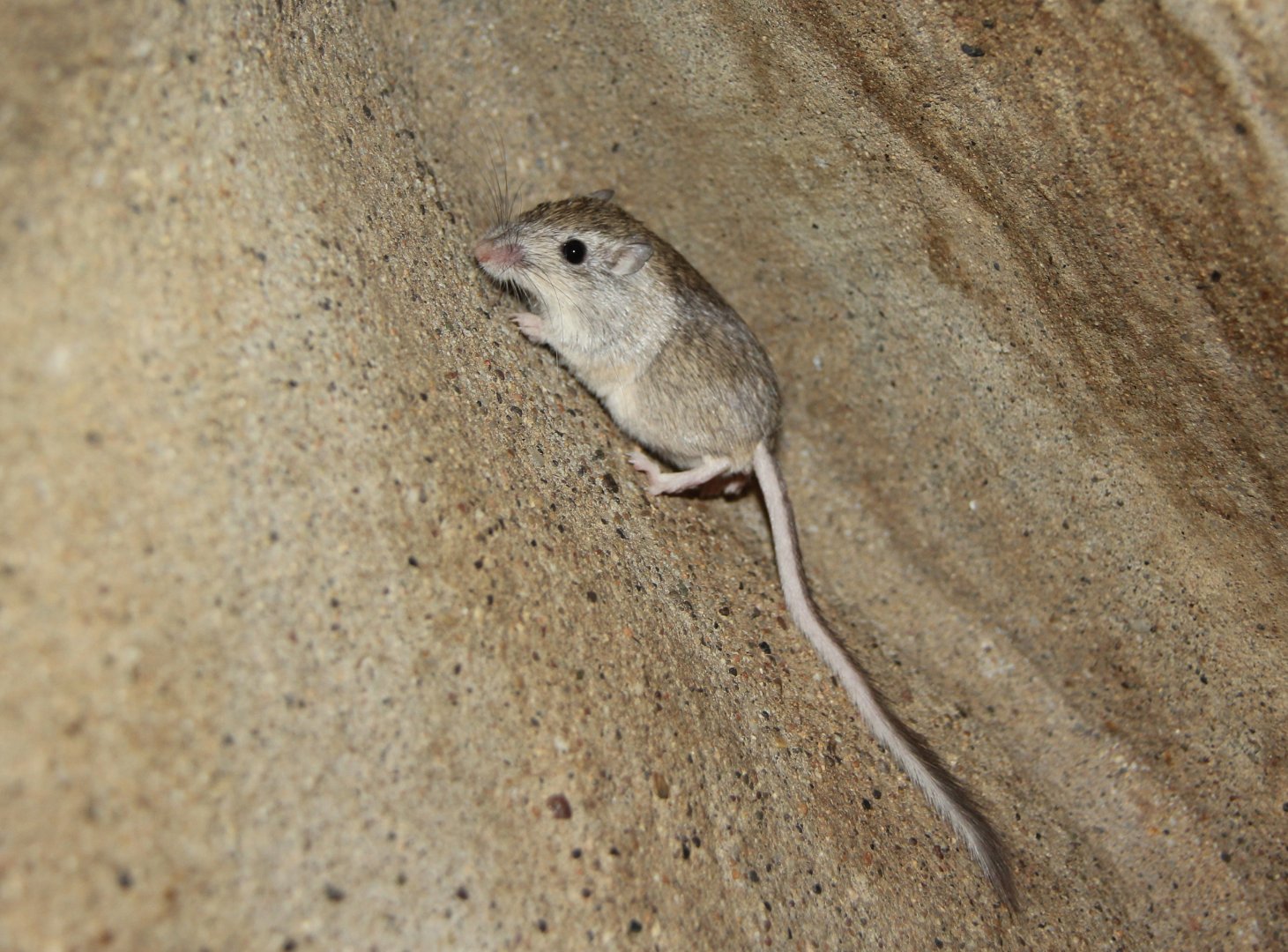 desert pocket mouse (Chaetodipus penicillatus)