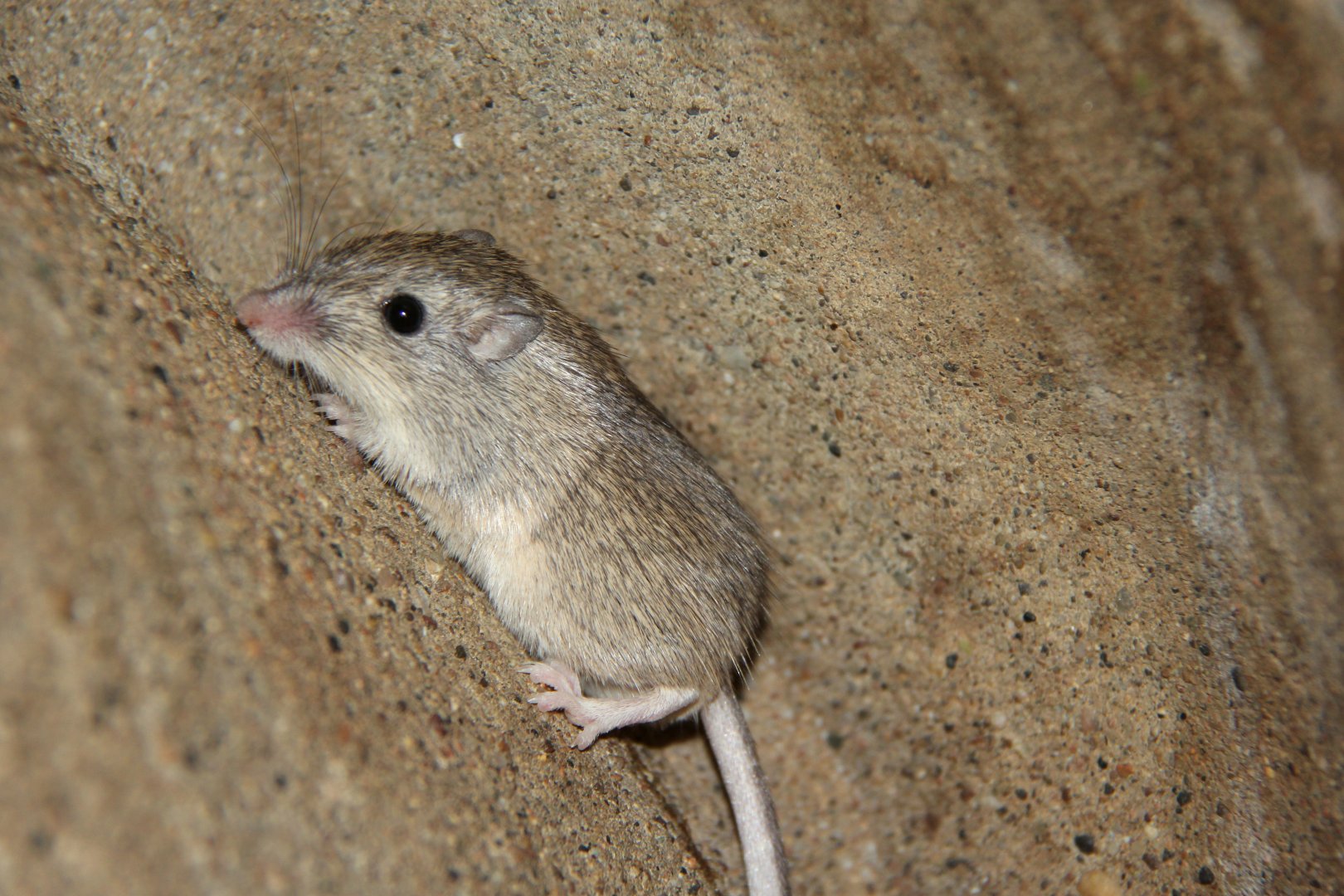 desert pocket mouse (Chaetodipus penicillatus)