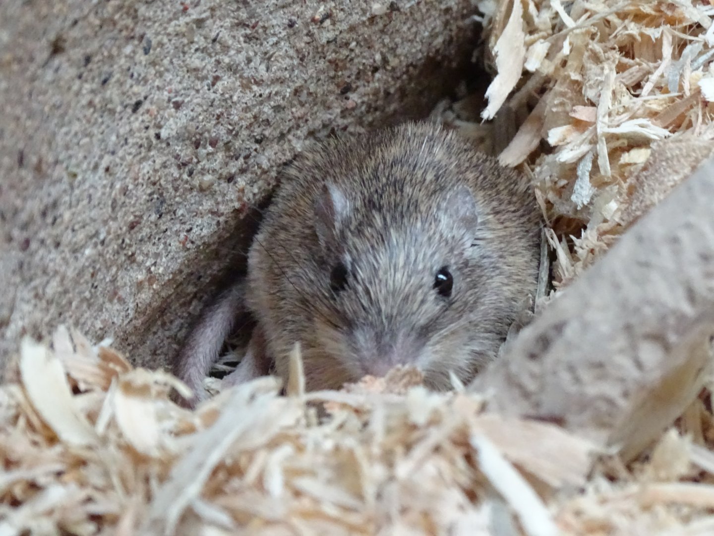 Desert pocket mouse (Chaetodipus penicillatus)