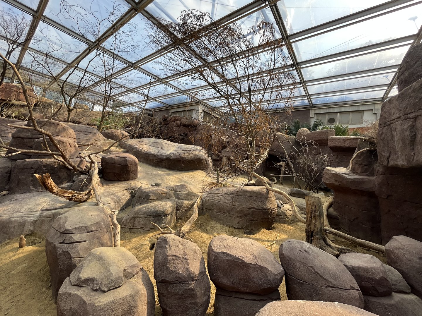 Desert- Prairie dog, North American porcupine and Collared peccary enclosure 6.7.23