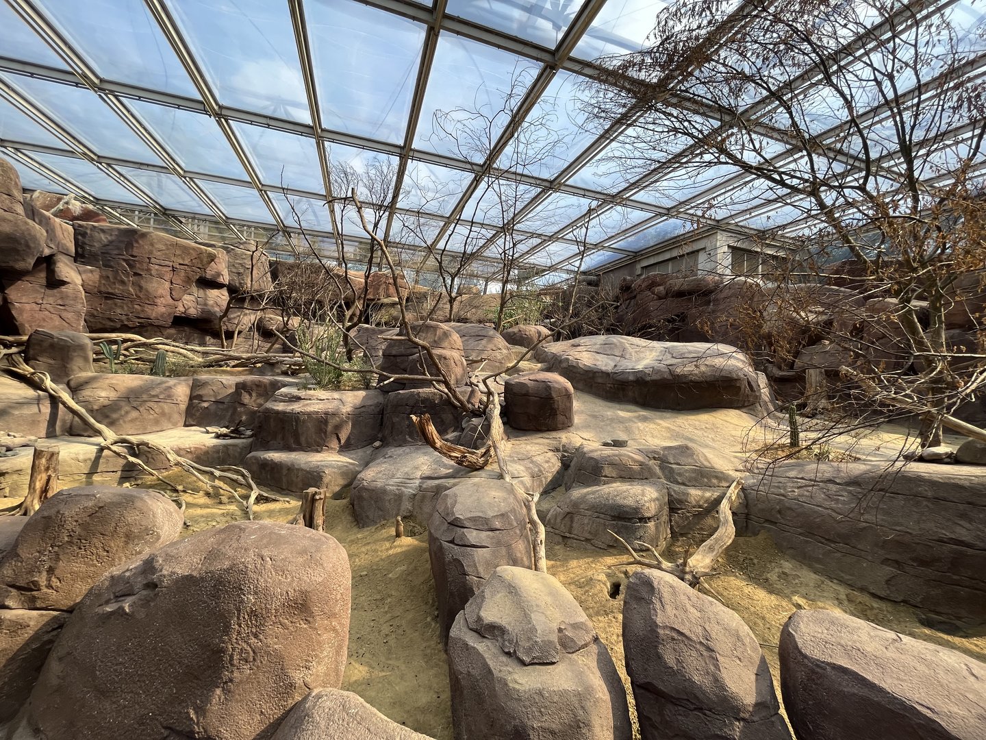 Desert- Prairie dog, North American porcupine and Collared peccary enclosure 6.7.23