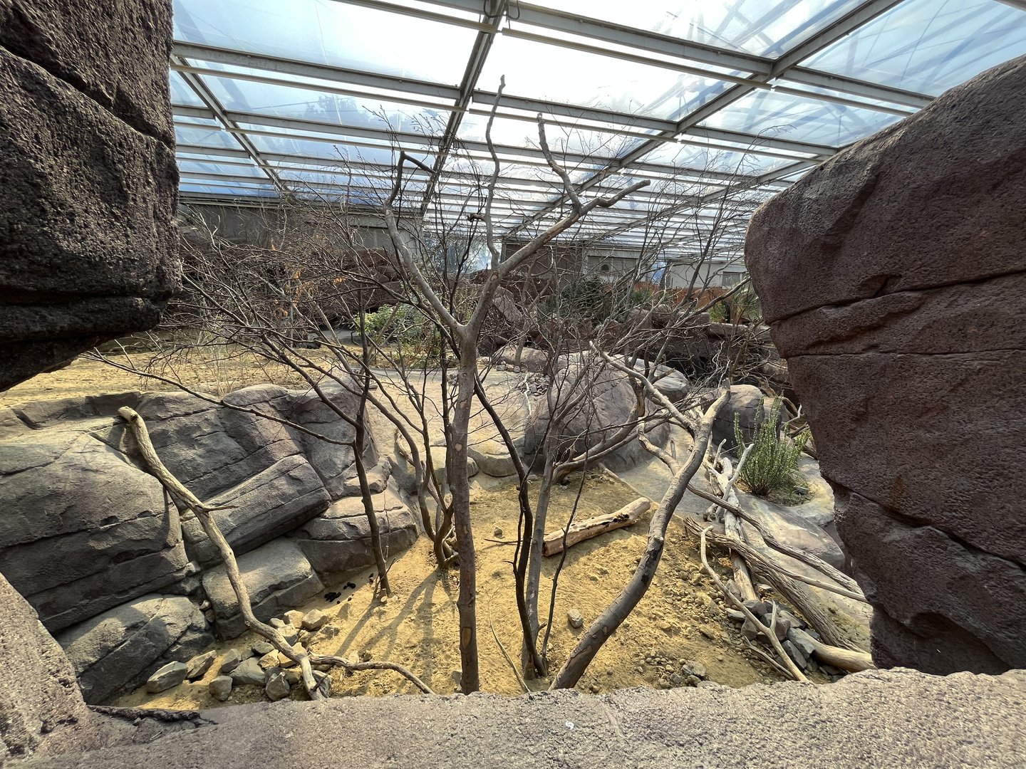 Desert- Prairie dog, North American Porcupine and Collared Peccary enclosure 6.7.23