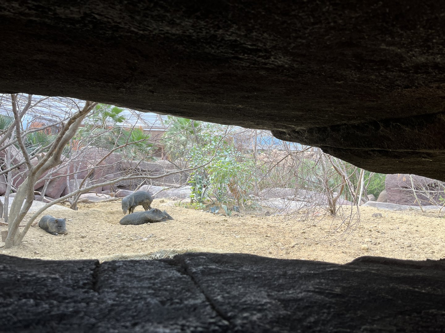 Desert- Prairie dog, North American Porcupine and Collared Peccary enclosure 6.7.23