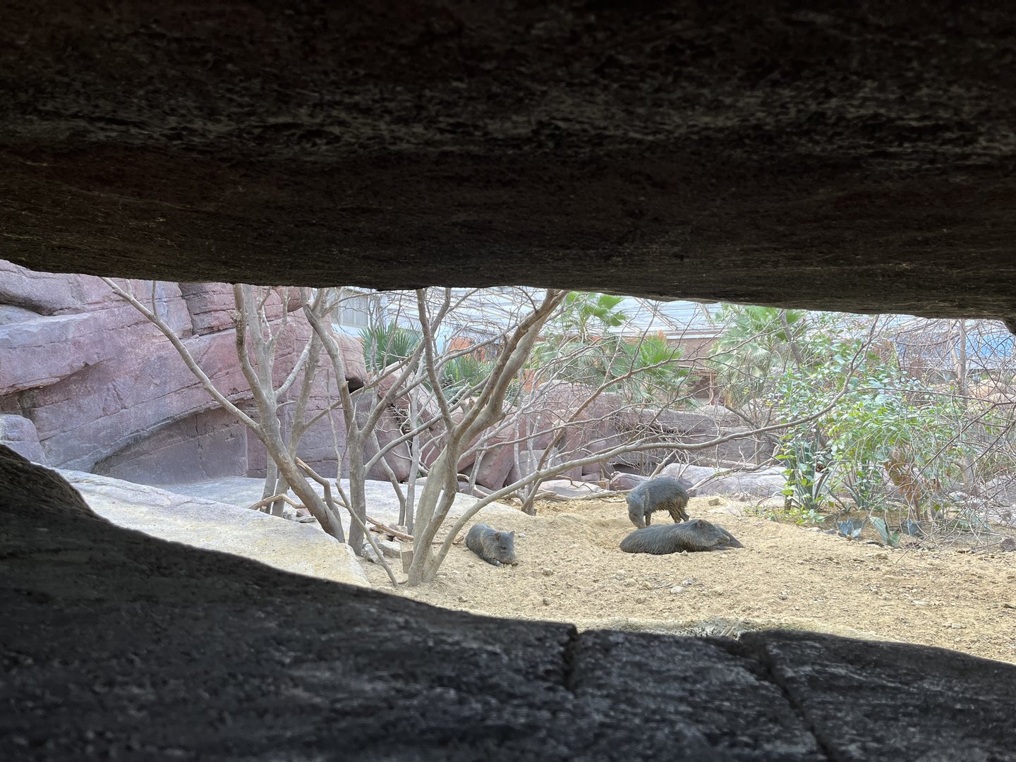 Desert- Prairie dog, North American Porcupine and Collared Peccary enclosure 6.7.23