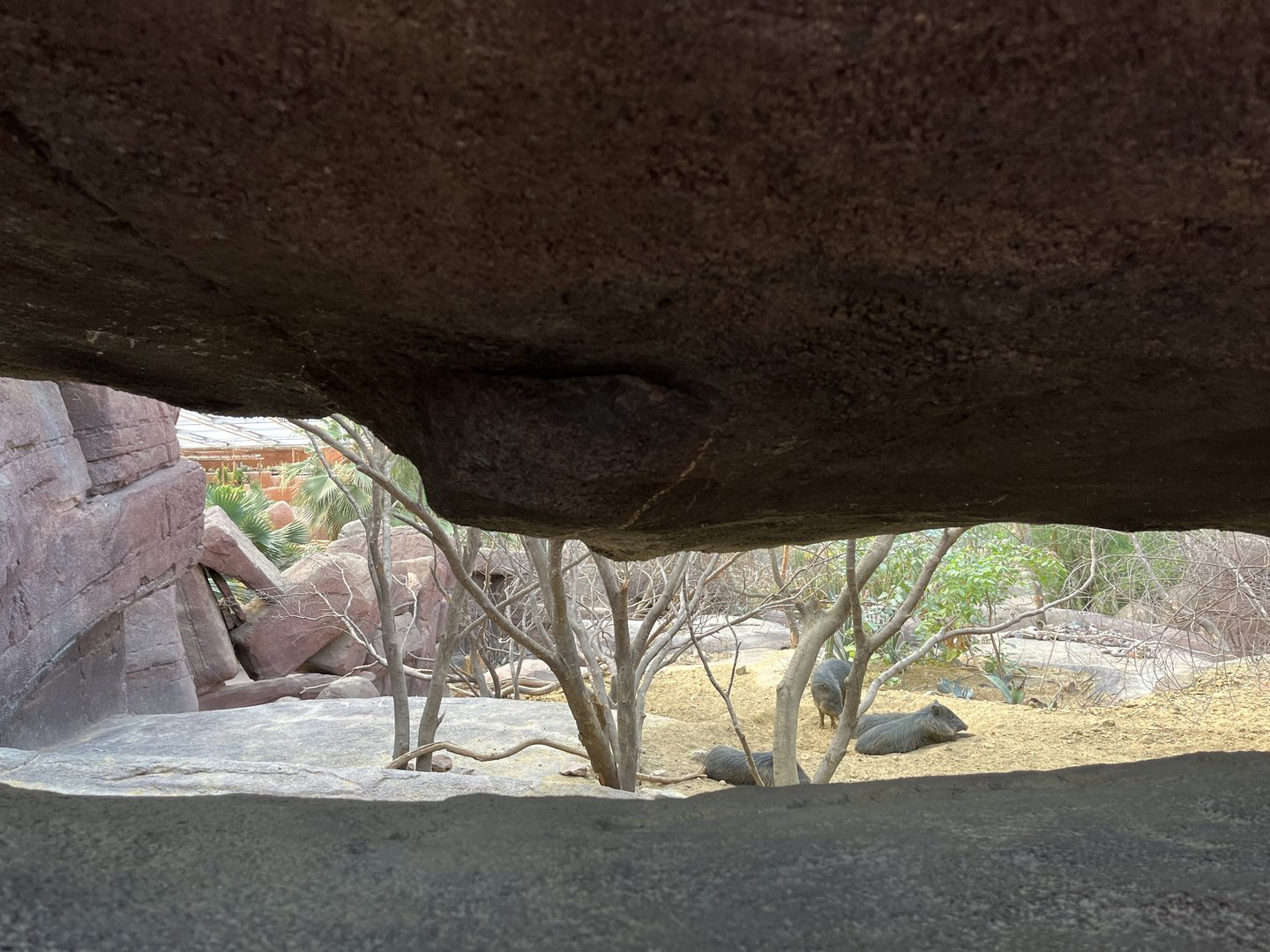 Desert- Prairie dog, North American Porcupine and Collared Peccary enclosure 6.7.23