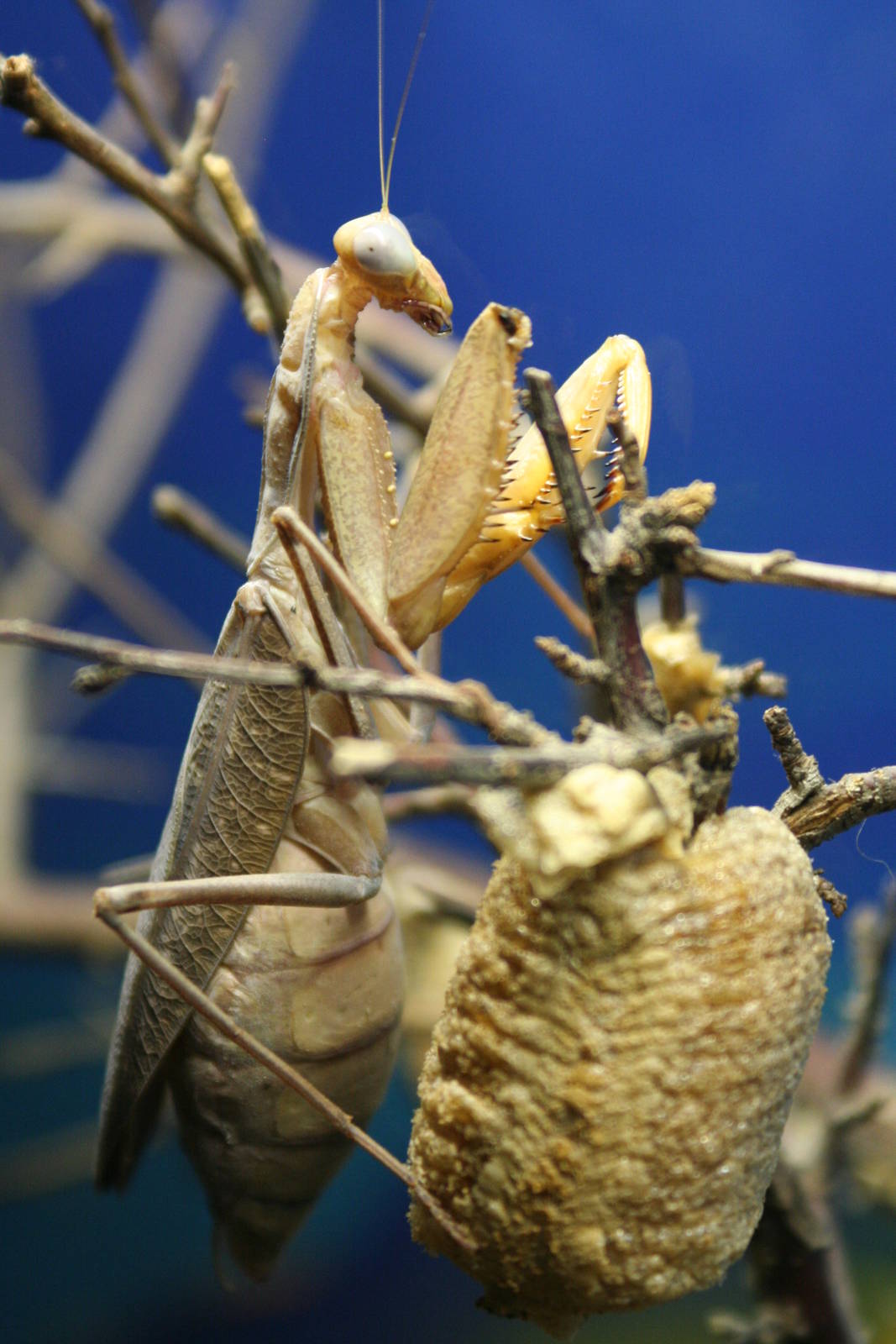 Desert Praying Mantis @ Whipsnade 22.10.2014