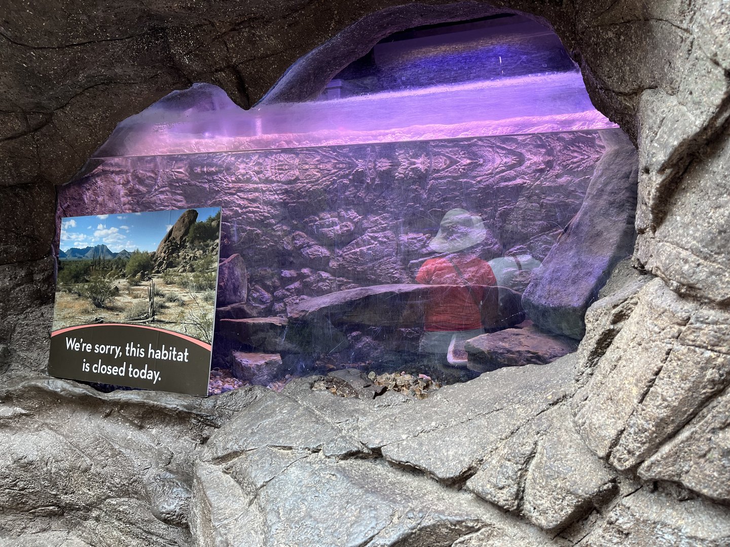 Desert Pupfish Aquarium refilled