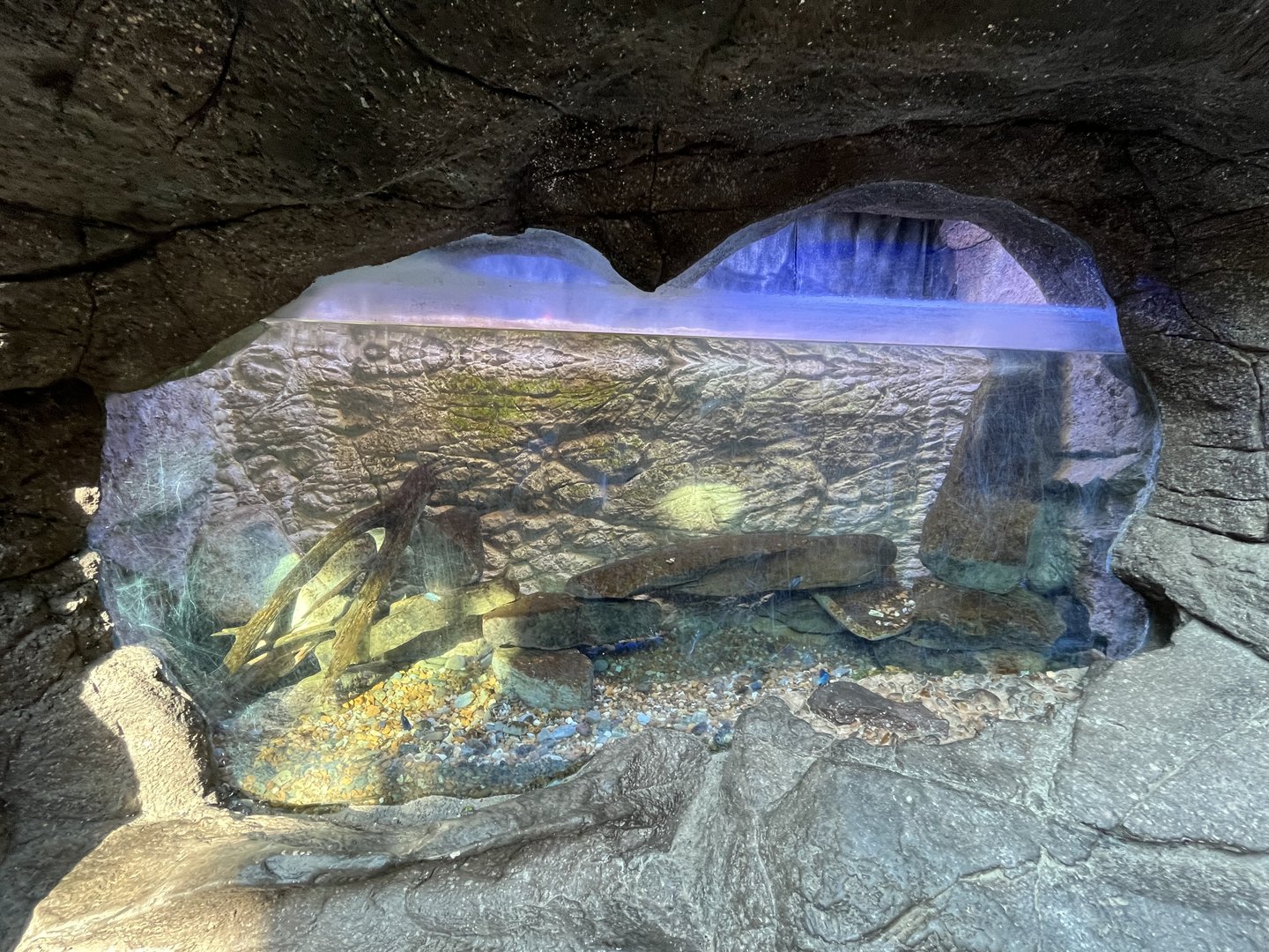 Desert Pupfish Aquarium
