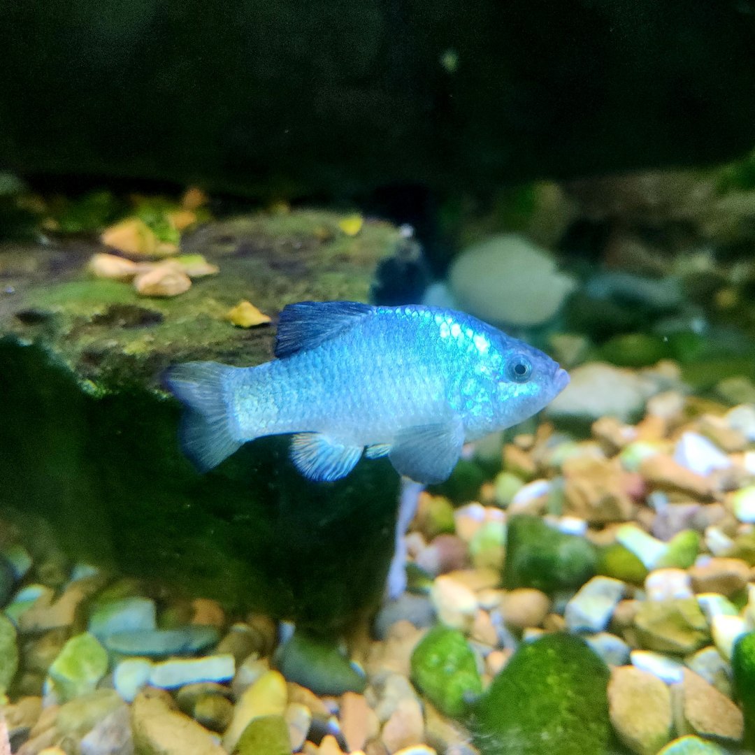 Desert Pupfish (Cyprinodon macularius)