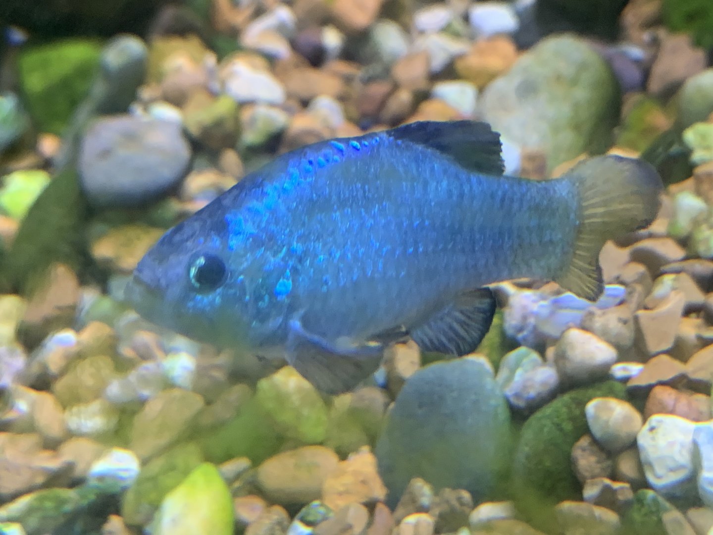 Desert Pupfish (Cyprinodon macularius)