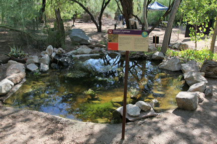 desert pupfish exhibit