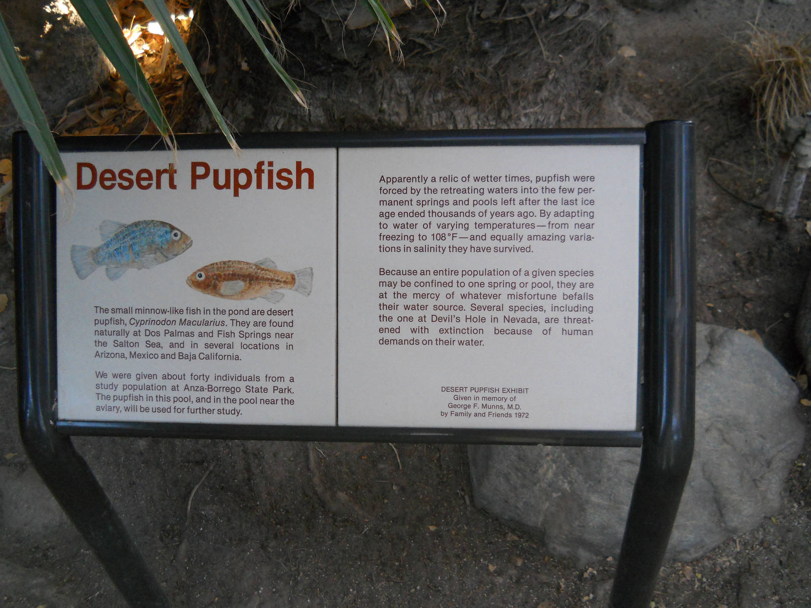 desert pupfish interpretive sign