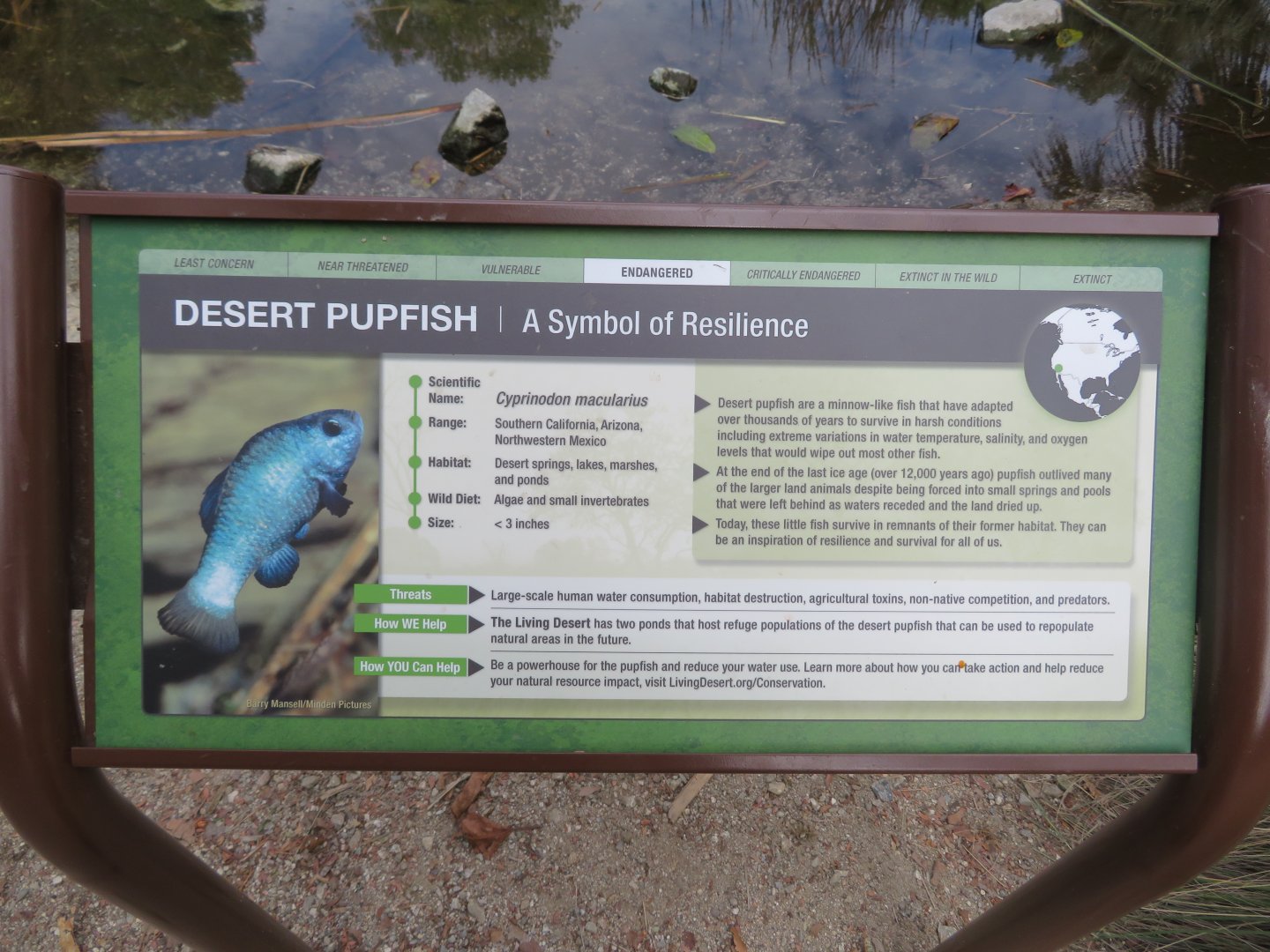 Desert Pupfish Sign