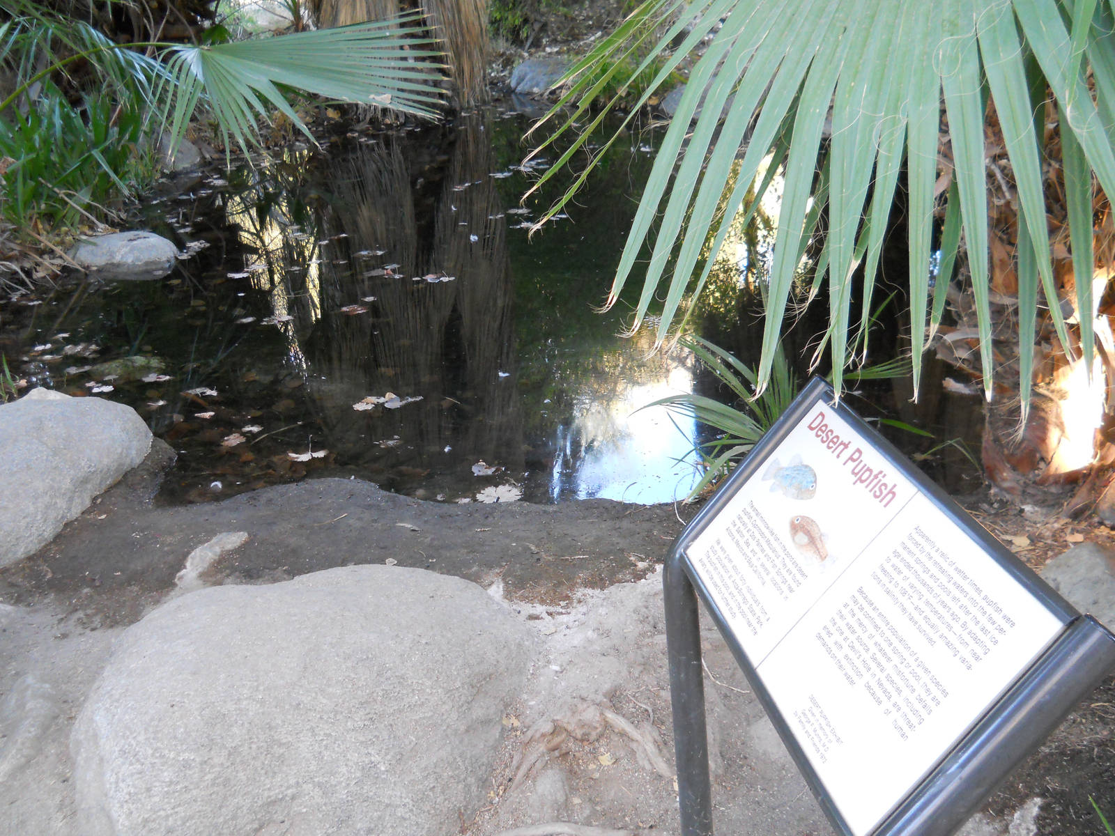 desert pupfish spring