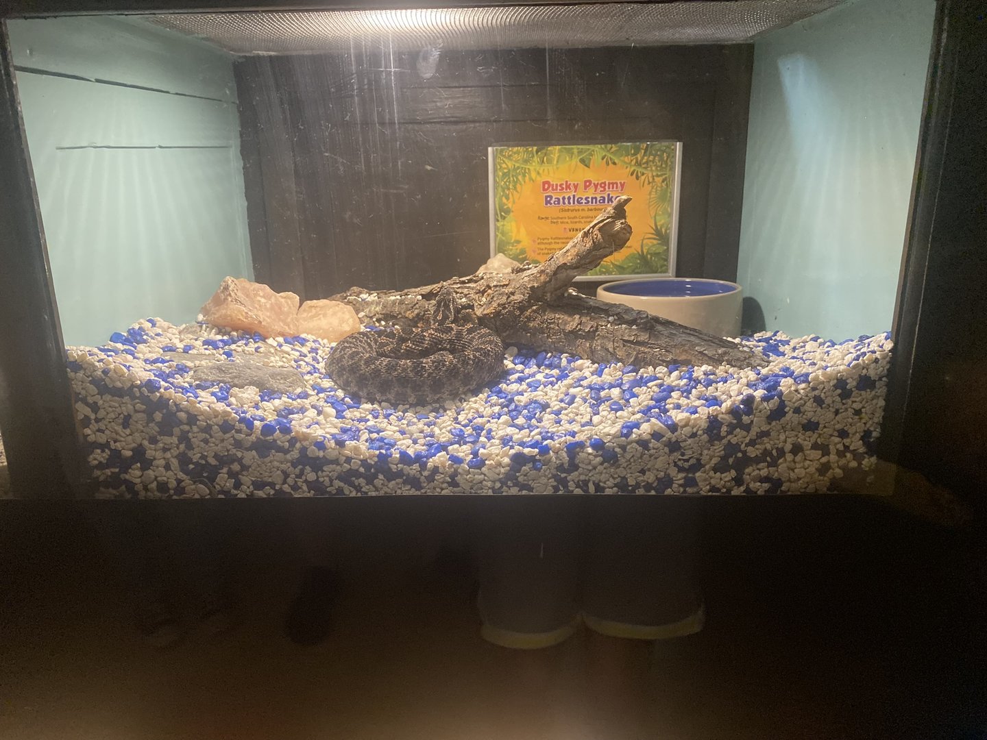 Desert Pygmy Rattlesnake Terrarium