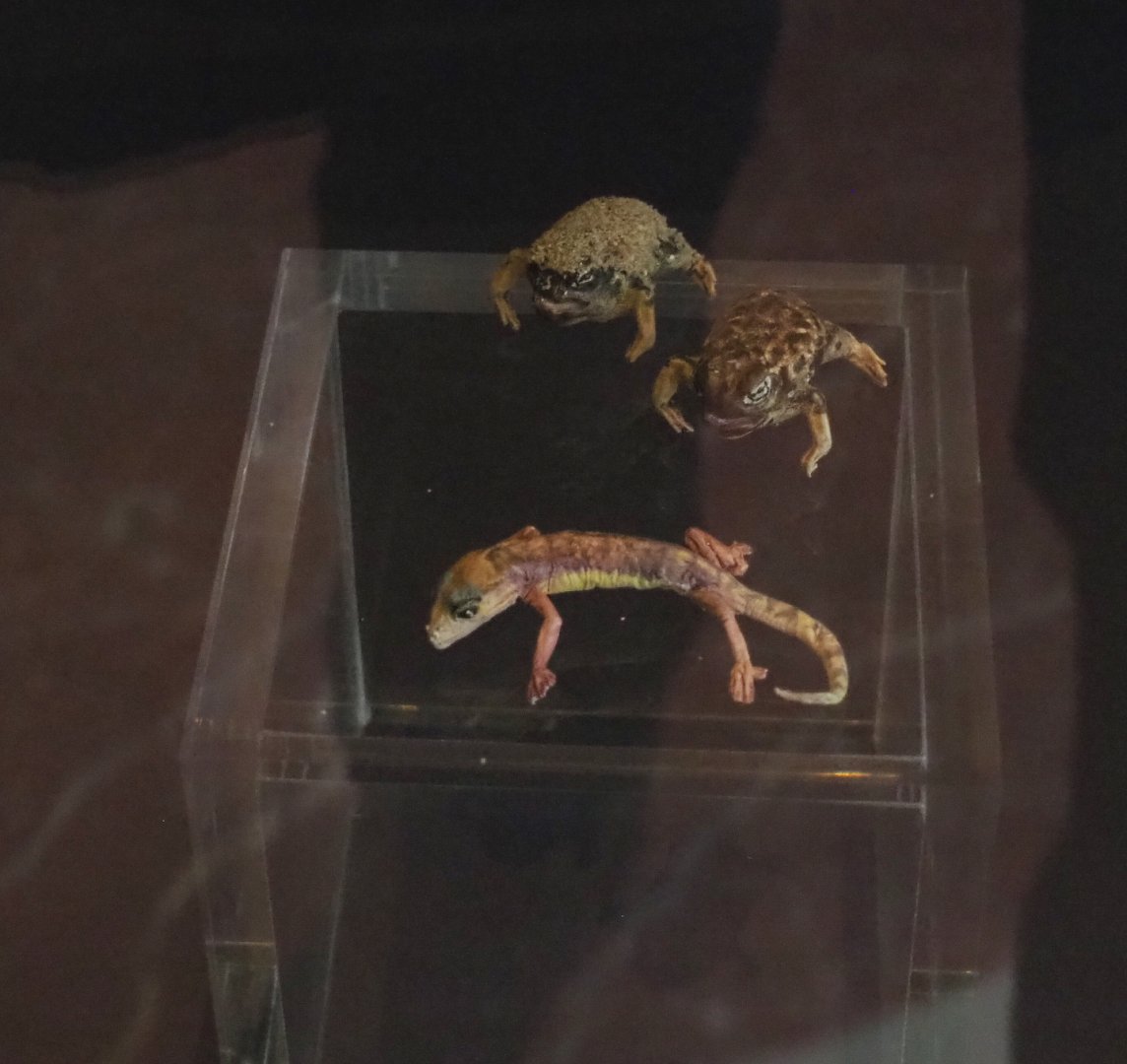 Desert rain frogs (Breviceps macrops) and Namib sand gecko (Pachydactylus rangei) replicas, 2021-10-20