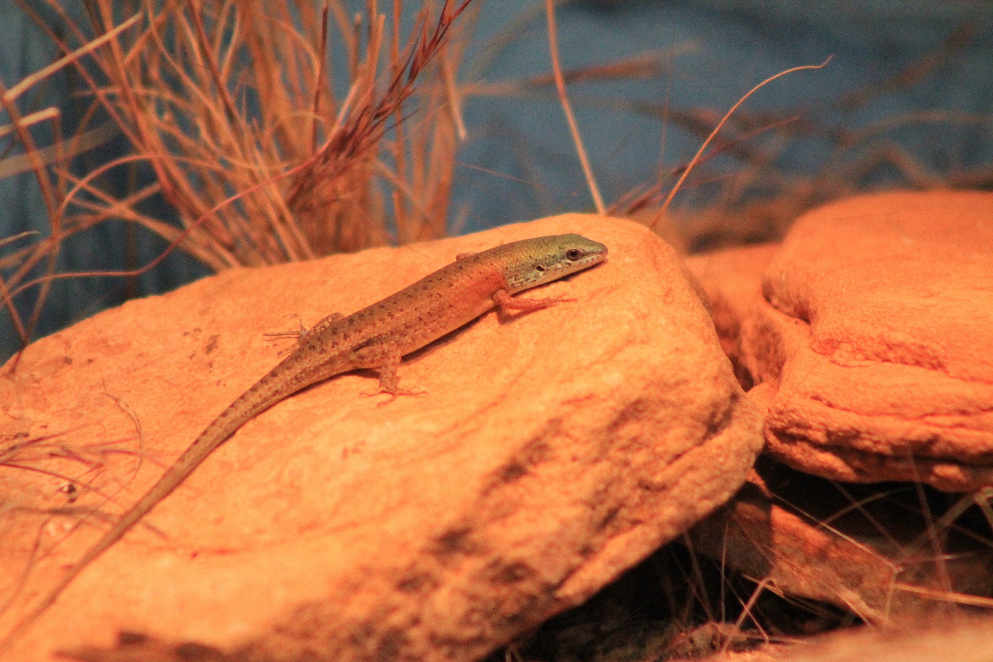Desert Rainbow Skink (Carlia triacantha)