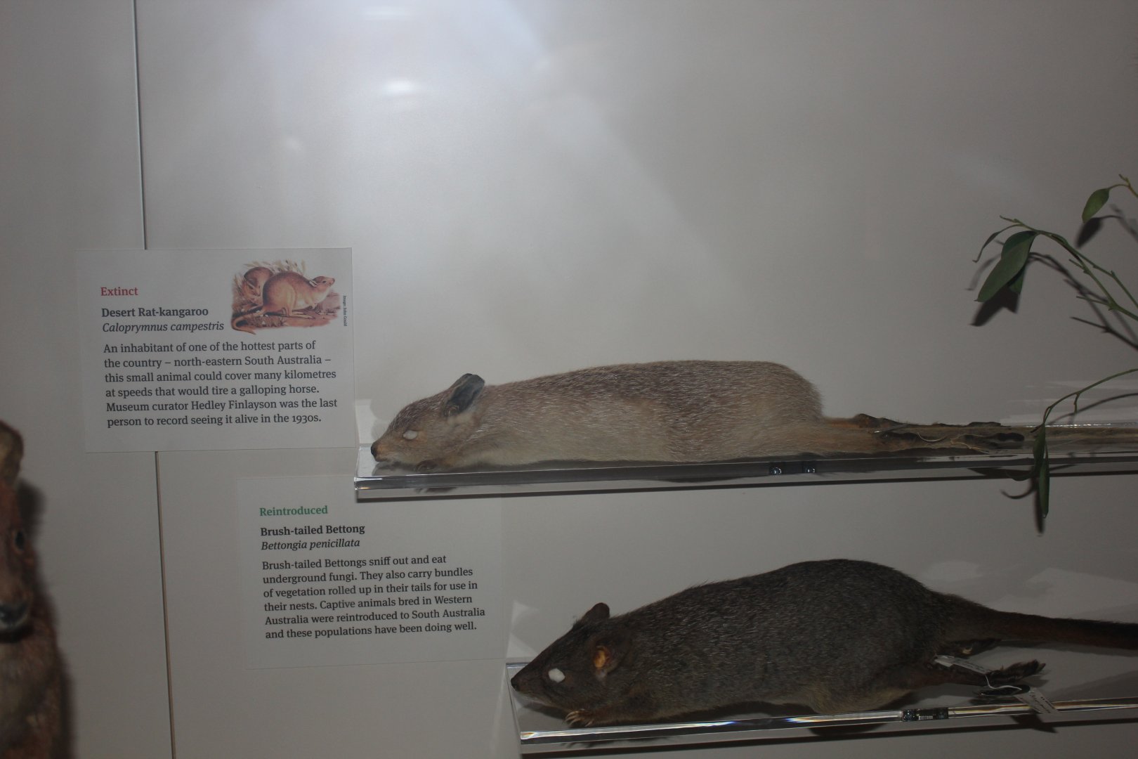 Desert Rat-kangaroo (Caloprymnus campestris)