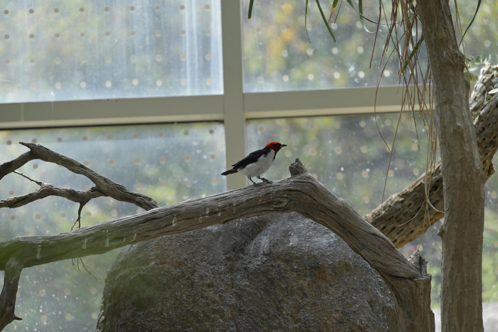 Desert - Red-capped Cardinal (Paroaria gularis)