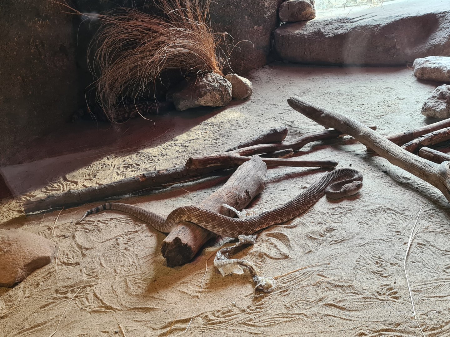 Desert - Red diamond rattlesnake