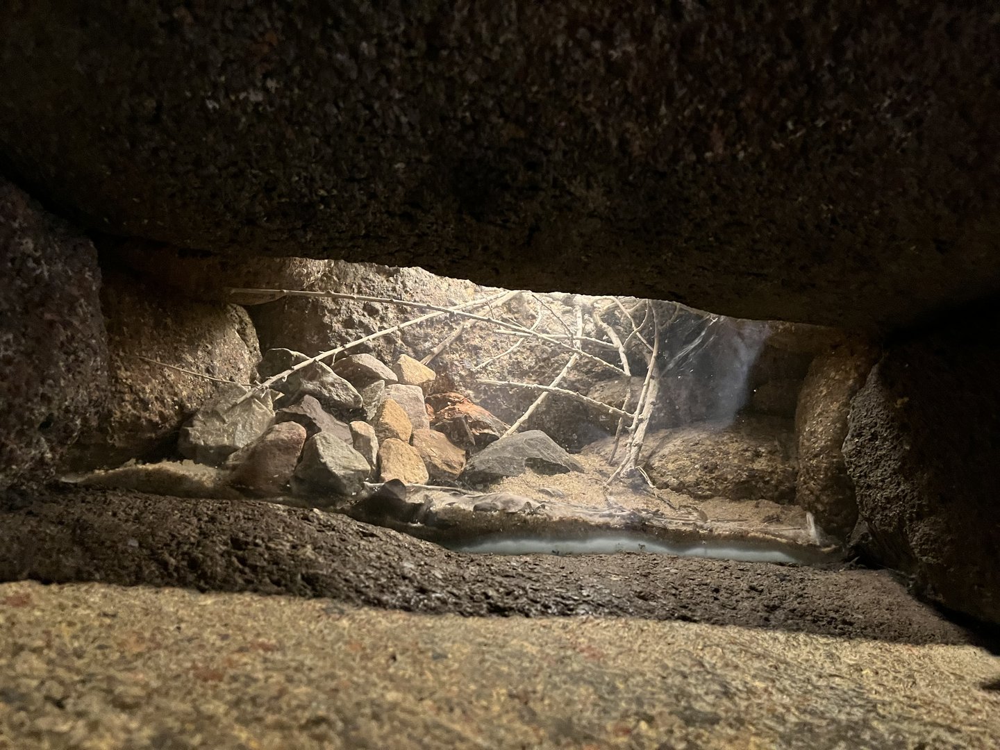 Desert- Red-Kneed tarantula enclosure 6.7.23