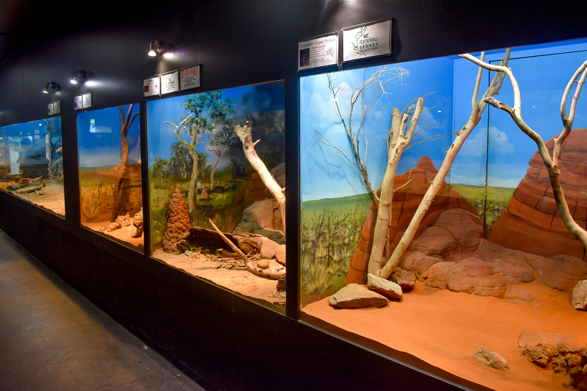 Desert Reptile Enclosure