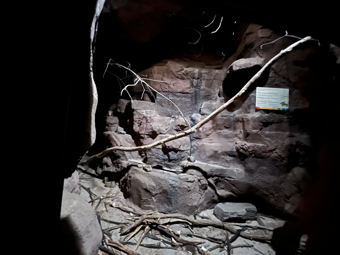 Desert- Ringtail enclosure 6.7.23
