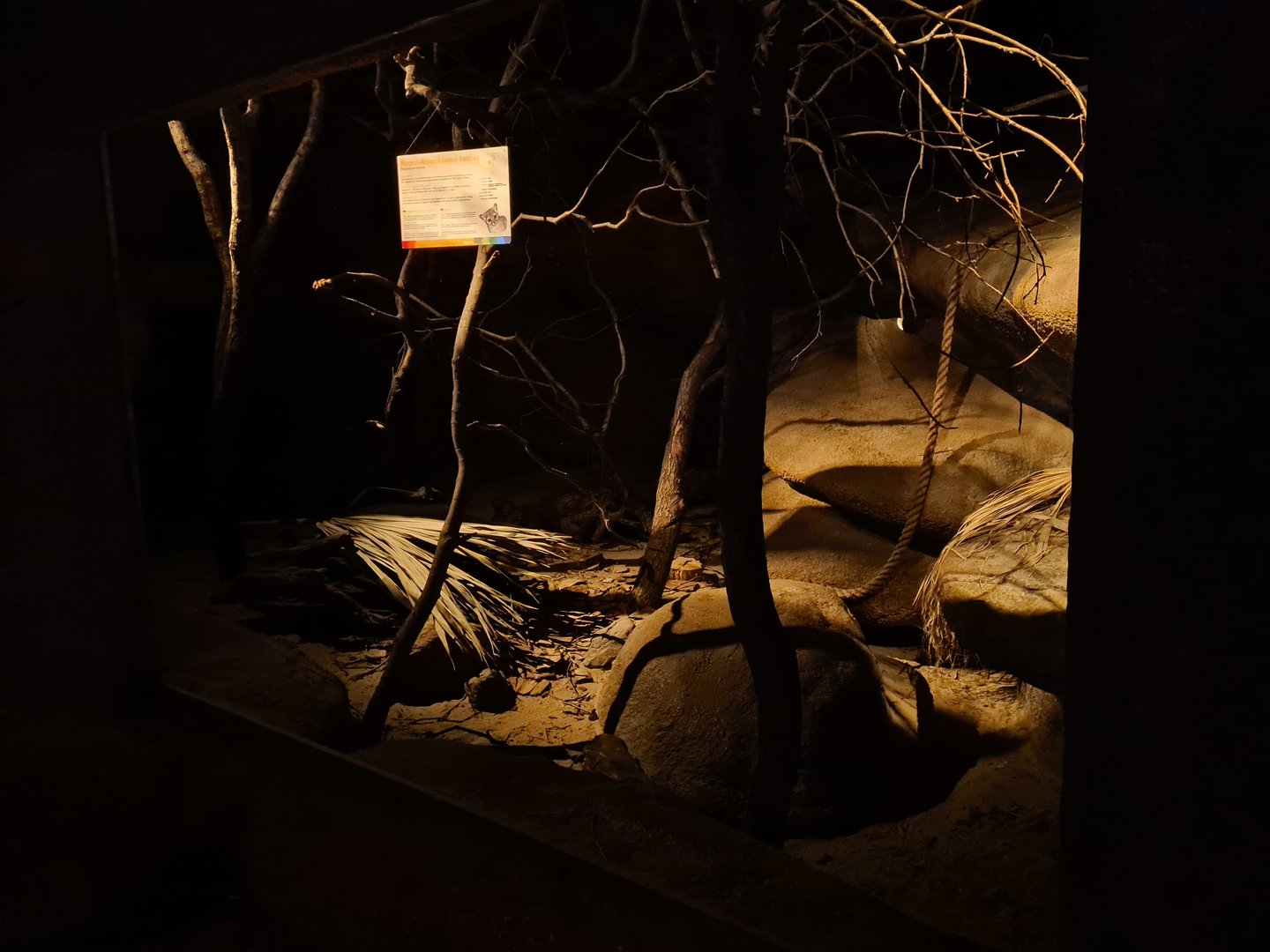 Desert - Ringtail enclosure