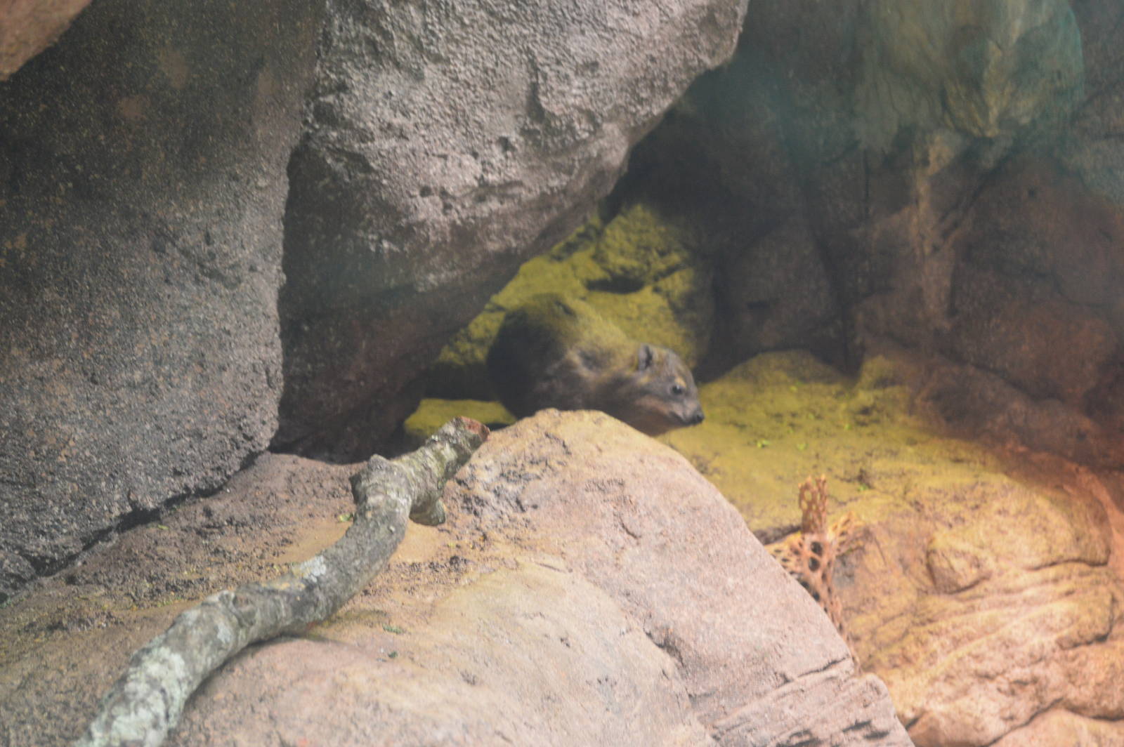 Desert - Rock Hyrax