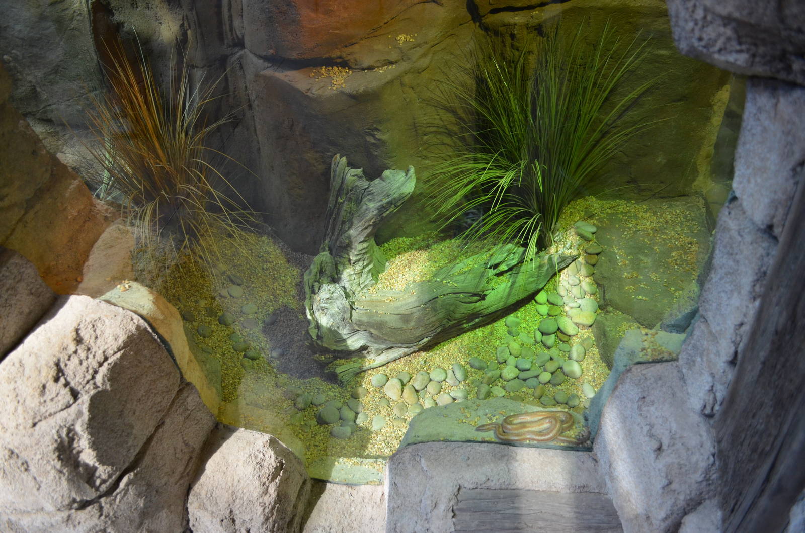 DESERT ROSY BOA EXHIBIT