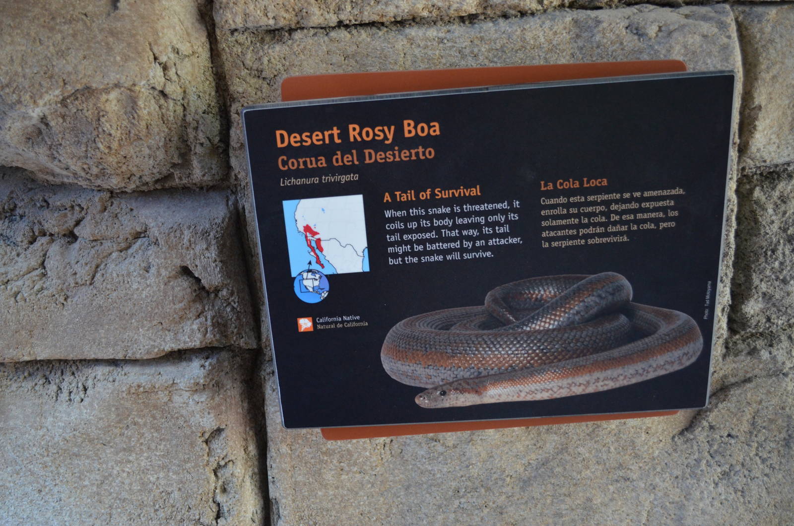 DESERT ROSY BOA SIGNAGE