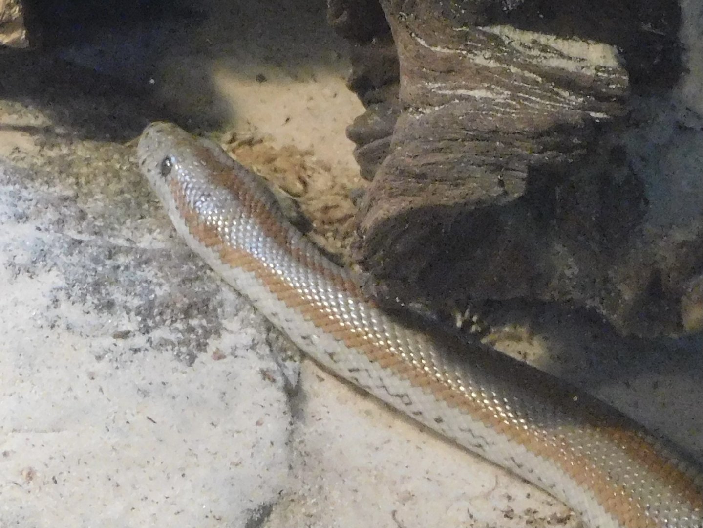 Desert rosy boa