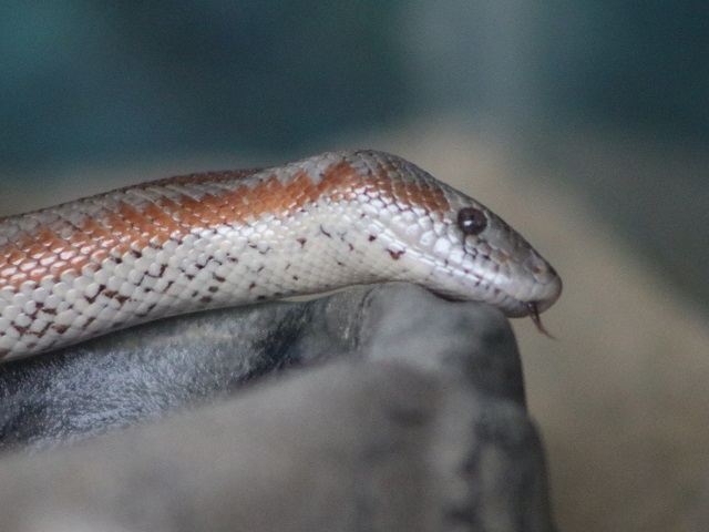 Desert Rosy Boa